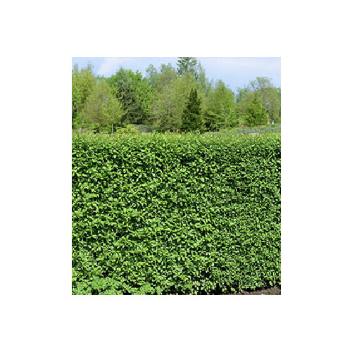 Schwarzgrüner Liguster "Atrovirens"