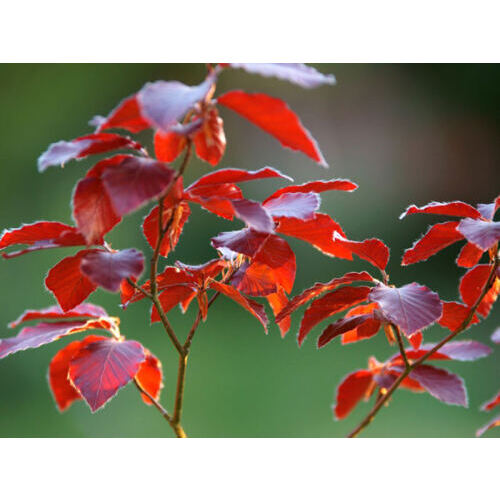 Blutbuche hängend "Purpurea"